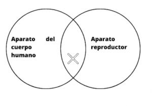 Aparato reproductor .jpg